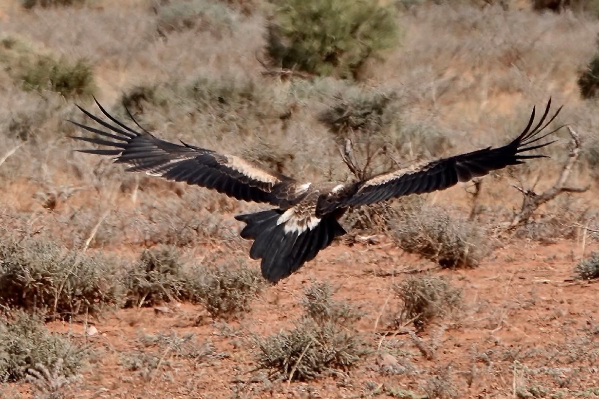 Flinders Ranges Tours from Adelaide 4 day tour