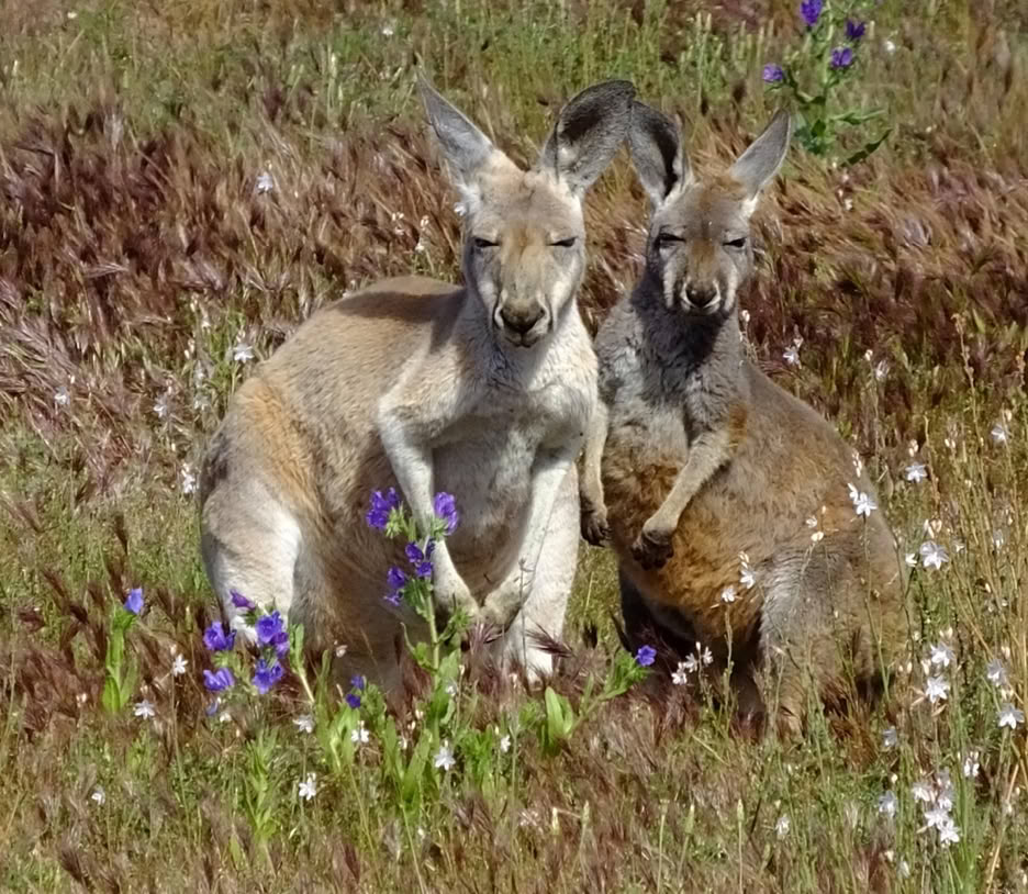 Flinders Ranges Tours from Adelaide Kangaroo 